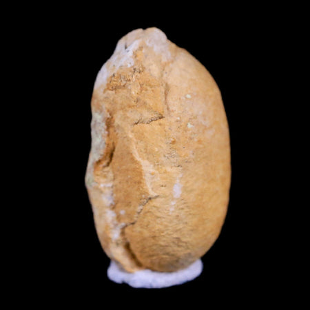 0.6 Snake Egg Fossil Ophiodienovum Sp Eocene Age Bouxwiller in Alsace, France Display
