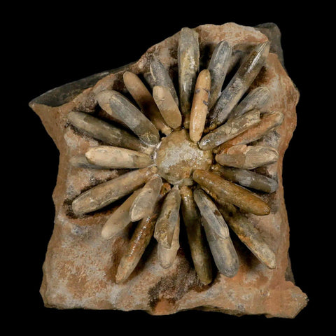 3.8" Highly Detailed Asterocidaris Sea Urchin Fossil Echinoid Boulmane Morocco - Fossil Age Minerals