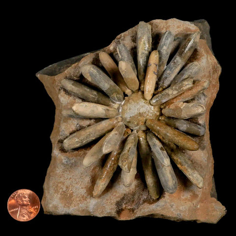 3.8" Highly Detailed Asterocidaris Sea Urchin Fossil Echinoid Boulmane Morocco - Fossil Age Minerals