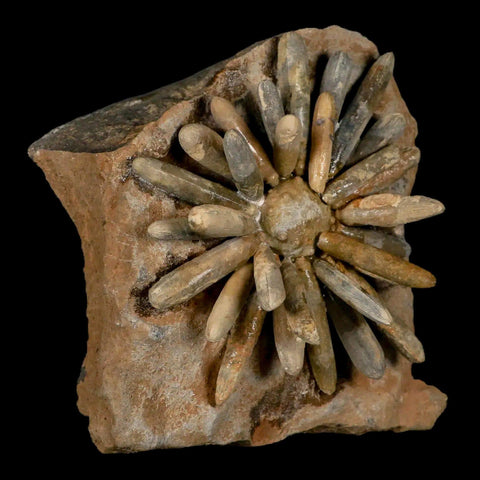 3.8" Highly Detailed Asterocidaris Sea Urchin Fossil Echinoid Boulmane Morocco - Fossil Age Minerals