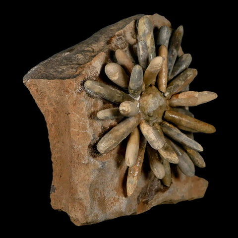 3.8" Highly Detailed Asterocidaris Sea Urchin Fossil Echinoid Boulmane Morocco - Fossil Age Minerals