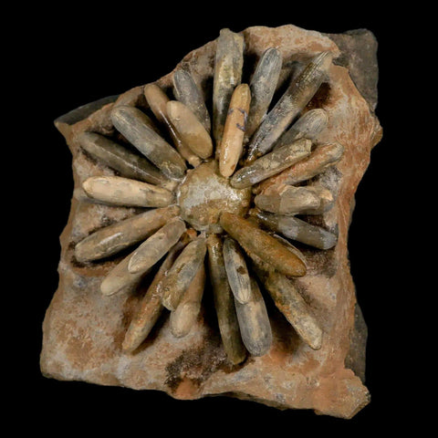 3.8" Highly Detailed Asterocidaris Sea Urchin Fossil Echinoid Boulmane Morocco - Fossil Age Minerals