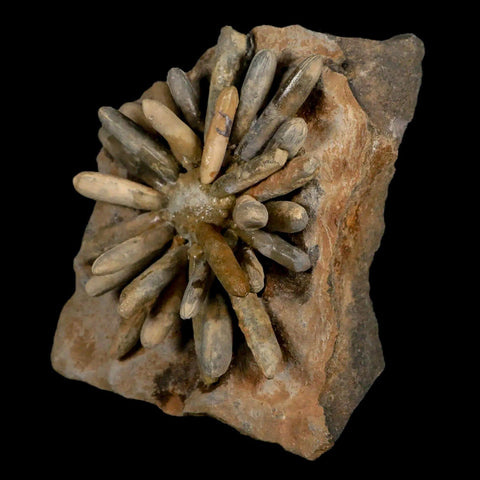 3.8" Highly Detailed Asterocidaris Sea Urchin Fossil Echinoid Boulmane Morocco - Fossil Age Minerals