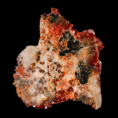 2.3" Sparkly Red Vanadinite Crystals Black Barite Blades Mineral Mabladen Morocco - Fossil Age Minerals