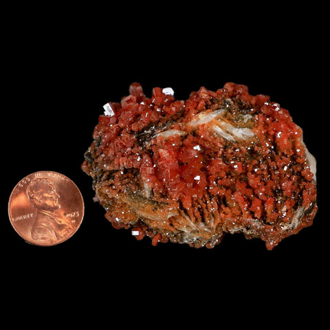 2.3" Sparkly Red Vanadinite Crystals Black Barite Blades Mineral Mabladen Morocco - Fossil Age Minerals