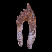 3.8" Basilosaurus Tooth Rooted 34 Mil Yrs Old Late Eocene COA