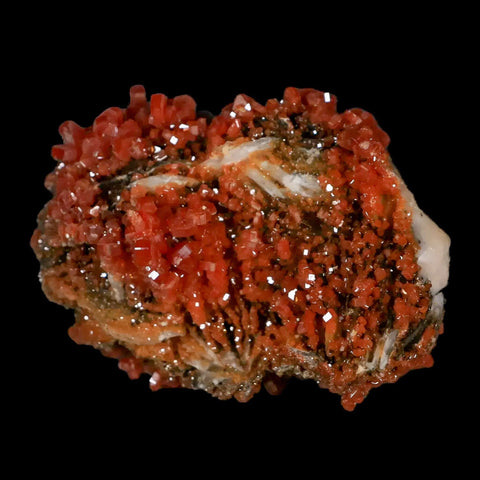 2.3" Sparkly Red Vanadinite Crystals Black Barite Blades Mineral Mabladen Morocco - Fossil Age Minerals