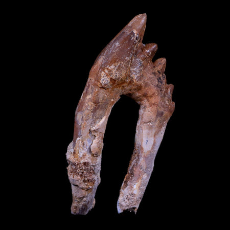 3.8" Basilosaurus Tooth Rooted 34 Mil Yrs Old Late Eocene COA