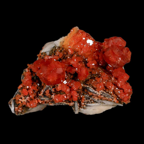 2.1" Sparkly Red Vanadinite Crystals Black Barite Blades Mineral Mabladen Morocco - Fossil Age Minerals