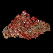 3.7" Sparkly Red Vanadinite Crystals Black Barite Blades Mineral Mabladen Morocco