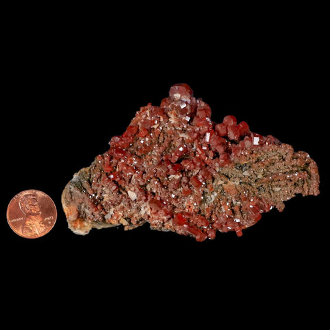 3.7" Sparkly Red Vanadinite Crystals Black Barite Blades Mineral Mabladen Morocco - Fossil Age Minerals