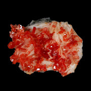 1.7" Sparkly Red Vanadinite Crystals White Barite Blades Mineral Mabladen Morocco