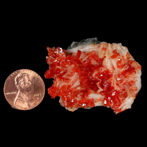 1.7" Sparkly Red Vanadinite Crystals White Barite Blades Mineral Mabladen Morocco - Fossil Age Minerals