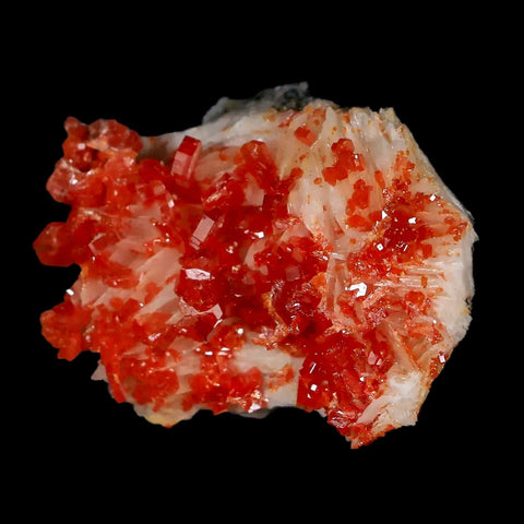 1.7" Sparkly Red Vanadinite Crystals White Barite Blades Mineral Mabladen Morocco - Fossil Age Minerals