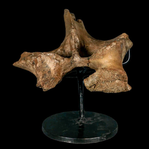 6.2" Brachylophosaurus Dinosaur Fossil Vertebrae Process Judith River FM MT COA Stand - Fossil Age Minerals