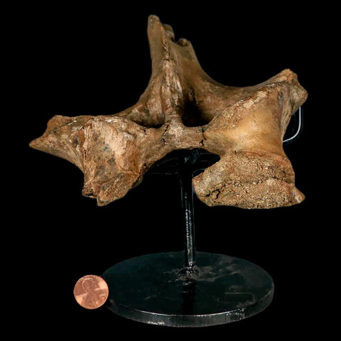 6.2" Brachylophosaurus Dinosaur Fossil Vertebrae Process Judith River FM MT COA Stand - Fossil Age Minerals