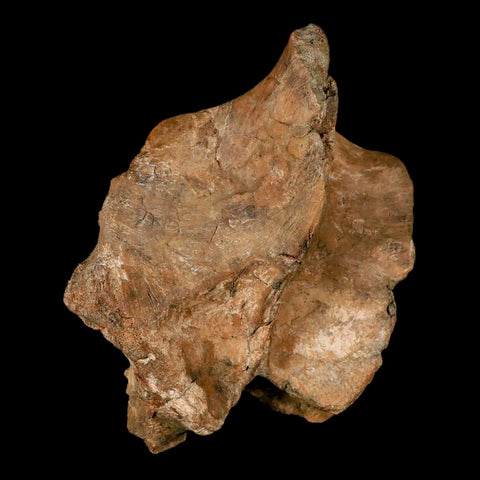 6.2" Brachylophosaurus Dinosaur Fossil Vertebrae Process Judith River FM MT COA Stand - Fossil Age Minerals