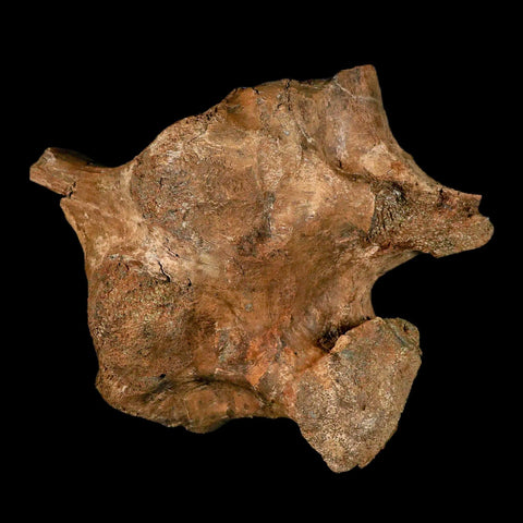 6.2" Brachylophosaurus Dinosaur Fossil Vertebrae Process Judith River FM MT COA Stand - Fossil Age Minerals