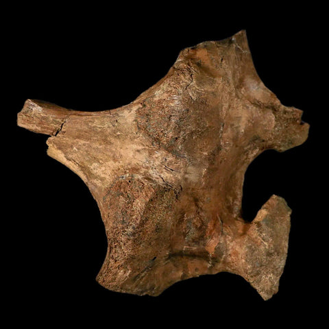 6.2" Brachylophosaurus Dinosaur Fossil Vertebrae Process Judith River FM MT COA Stand - Fossil Age Minerals