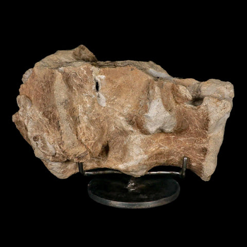 9.2" Maiasaura Hadrosaur Dinosaur Sacrum Bone Fossil Two Medicine FM MT COA Stand - Fossil Age Minerals