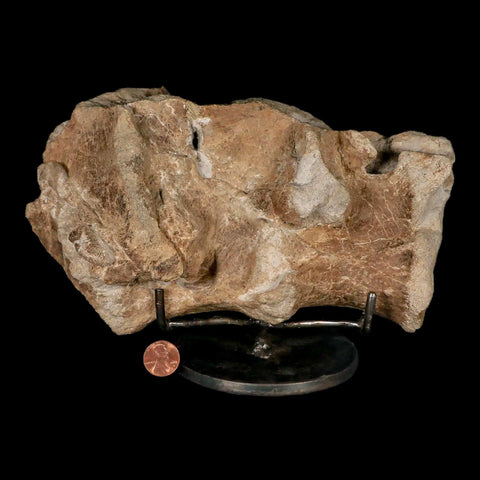 9.2" Maiasaura Hadrosaur Dinosaur Sacrum Bone Fossil Two Medicine FM MT COA Stand - Fossil Age Minerals