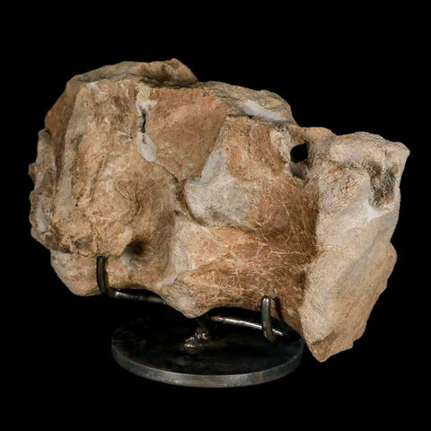 9.2" Maiasaura Hadrosaur Dinosaur Sacrum Bone Fossil Two Medicine FM MT COA Stand - Fossil Age Minerals