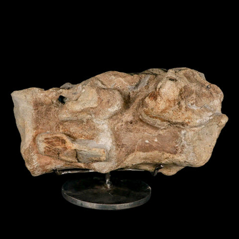 9.2" Maiasaura Hadrosaur Dinosaur Sacrum Bone Fossil Two Medicine FM MT COA Stand - Fossil Age Minerals