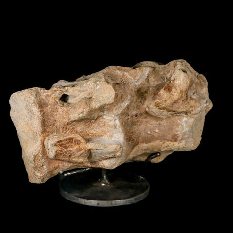 9.2" Maiasaura Hadrosaur Dinosaur Sacrum Bone Fossil Two Medicine FM MT COA Stand - Fossil Age Minerals