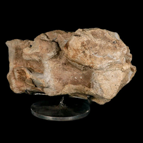 9.2" Maiasaura Hadrosaur Dinosaur Sacrum Bone Fossil Two Medicine FM MT COA Stand - Fossil Age Minerals