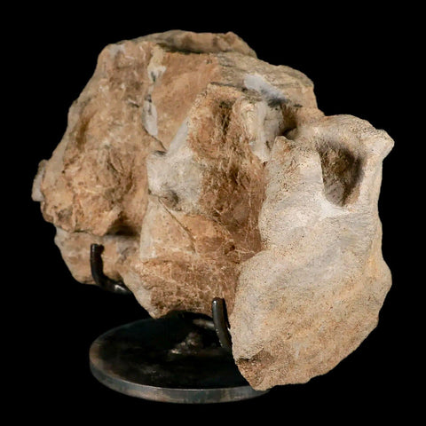 9.2" Maiasaura Hadrosaur Dinosaur Sacrum Bone Fossil Two Medicine FM MT COA Stand - Fossil Age Minerals