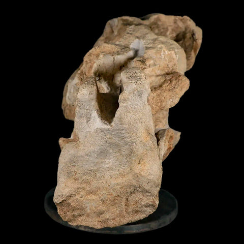 9.2" Maiasaura Hadrosaur Dinosaur Sacrum Bone Fossil Two Medicine FM MT COA Stand - Fossil Age Minerals