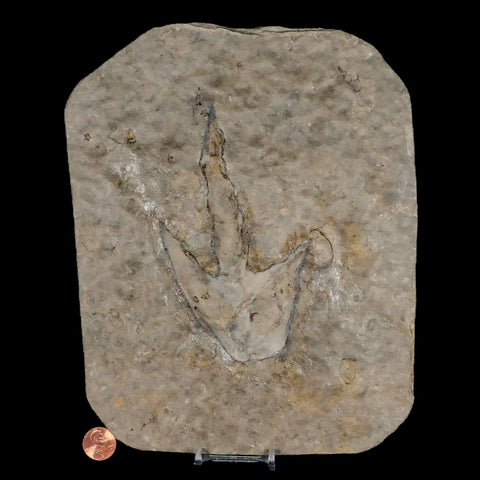 5.5" Grallator Variabilis Dinosaurs Tracks Foot Prints Jurassic Age France COA, Stand - Fossil Age Minerals