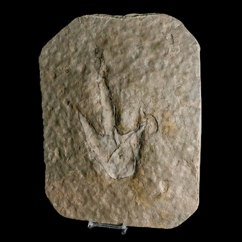 5.5" Grallator Variabilis Dinosaurs Tracks Foot Prints Jurassic Age France COA, Stand - Fossil Age Minerals