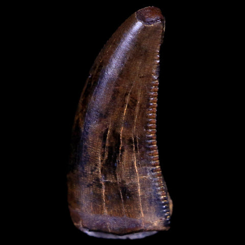 0.6" Tyrannosaur Serrated Fossil Tooth Cretaceous Dinosaur Judith River FM MT COA - Fossil Age Minerals