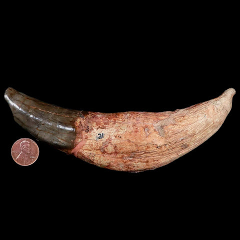 6" Archaeotherium Entelodont Pig Canine Fossil Tooth Oligocene Age Badlands SD - Fossil Age Minerals