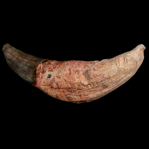 6" Archaeotherium Entelodont Pig Canine Fossil Tooth Oligocene Age Badlands SD - Fossil Age Minerals
