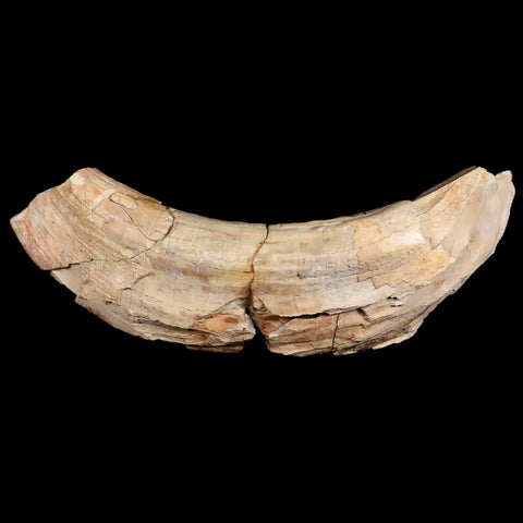 5.9" Archaeotherium Entelodont Pig Canine Fossil Tooth Oligocene Age Badlands SD - Fossil Age Minerals