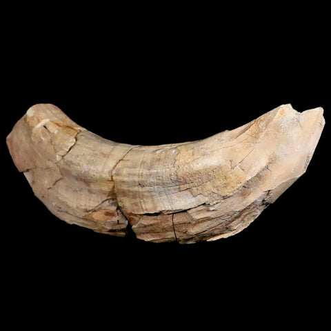 5.9" Archaeotherium Entelodont Pig Canine Fossil Tooth Oligocene Age Badlands SD - Fossil Age Minerals