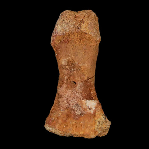 1.4" Dromaeosaurid Raptor Fossil Limb Toe Bone Cretaceous Dinosaur COA, Display - Fossil Age Minerals