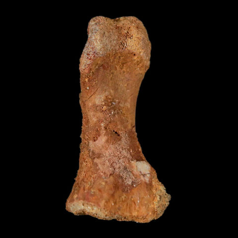 1.4" Dromaeosaurid Raptor Fossil Limb Toe Bone Cretaceous Dinosaur COA, Display - Fossil Age Minerals