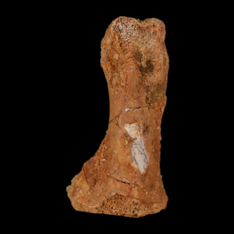 1.4" Dromaeosaurid Raptor Fossil Limb Toe Bone Cretaceous Dinosaur COA, Display - Fossil Age Minerals