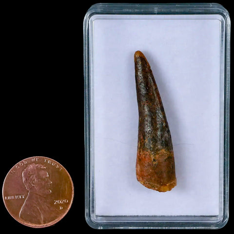 1.5" Pterosaur Coloborhynchus Fossil Tooth Upper Cretaceous Morocco COA & Display - Fossil Age Minerals