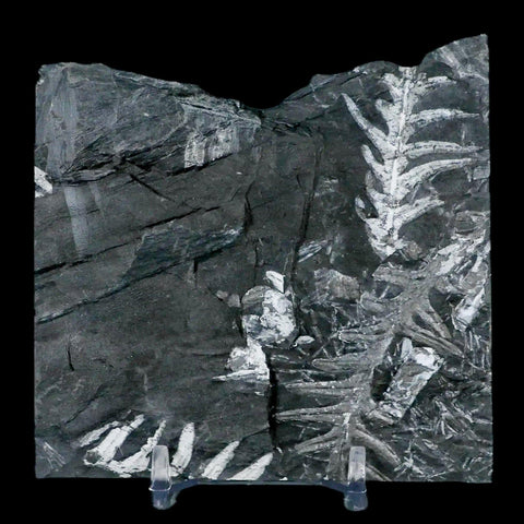 3.7" Alethopteris Fern Plant Leaf Fossil Carboniferous Age Llewellyn FM ST Clair, PA - Fossil Age Minerals