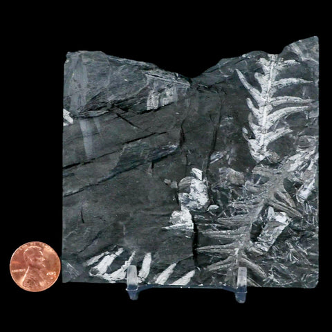 3.7" Alethopteris Fern Plant Leaf Fossil Carboniferous Age Llewellyn FM ST Clair, PA - Fossil Age Minerals