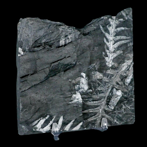 3.7" Alethopteris Fern Plant Leaf Fossil Carboniferous Age Llewellyn FM ST Clair, PA - Fossil Age Minerals