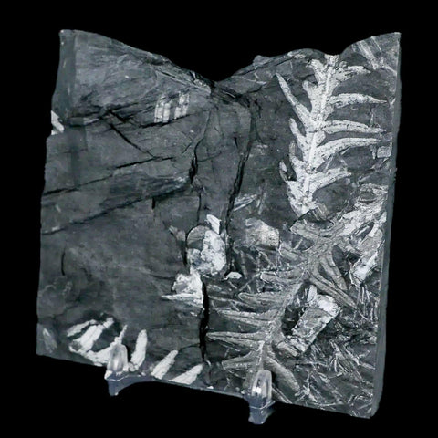 3.7" Alethopteris Fern Plant Leaf Fossil Carboniferous Age Llewellyn FM ST Clair, PA - Fossil Age Minerals