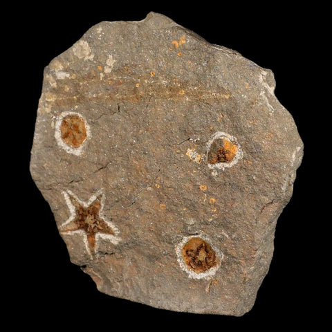 30MM Brittlestar Petraster Starfish Fossil Ordovician Age Blekus Morocco COA - Fossil Age Minerals