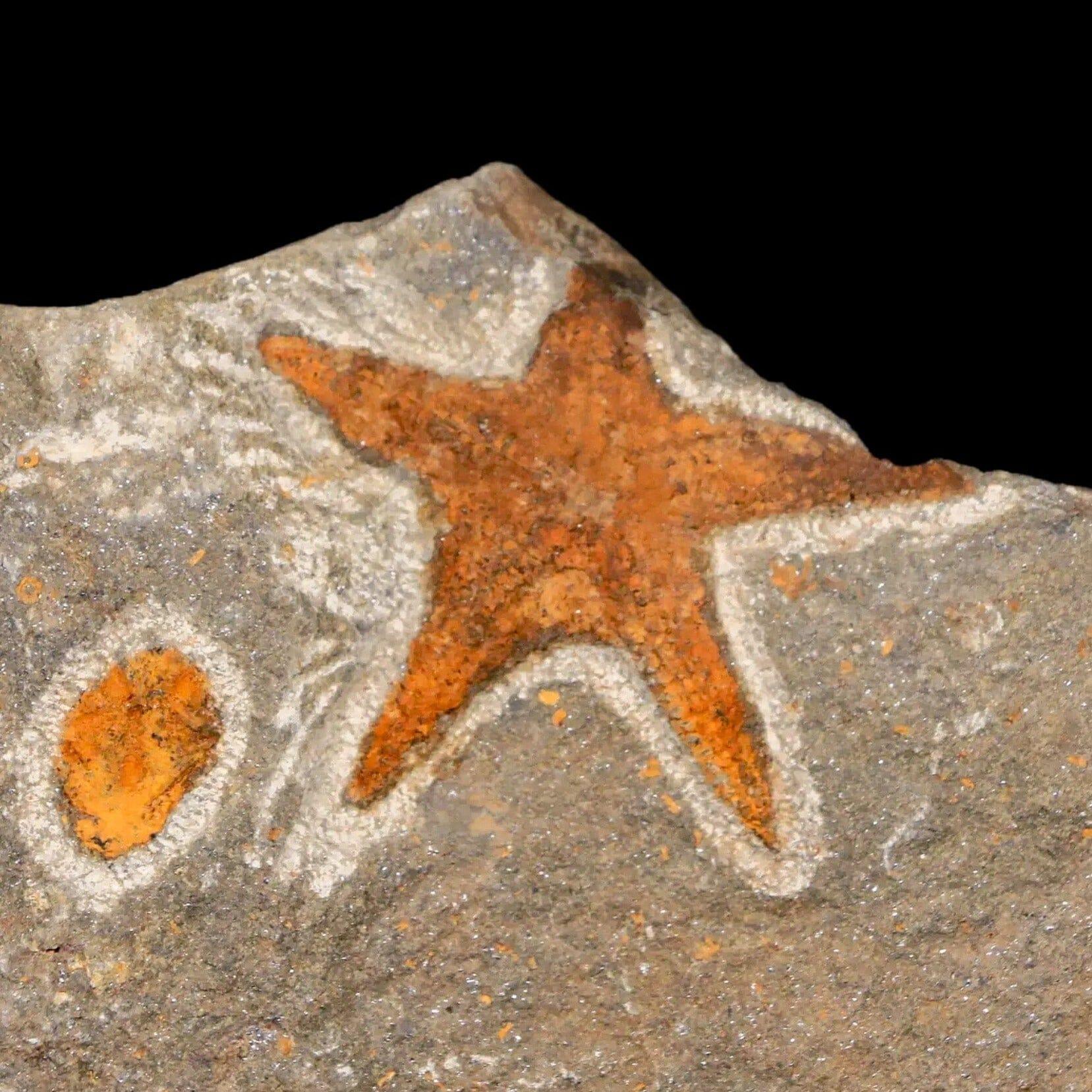 53MM Brittlestar selling Petraster Starfish Fossil Ordovician Morocco 450 Million Yrs Old Free Certificate of Authenticity Free Shipping