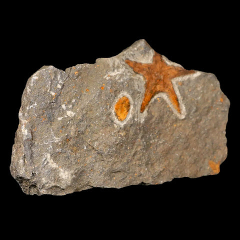 48MM Brittlestar Petraster Starfish Fossil Ordovician Age Blekus Morocco COA - Fossil Age Minerals