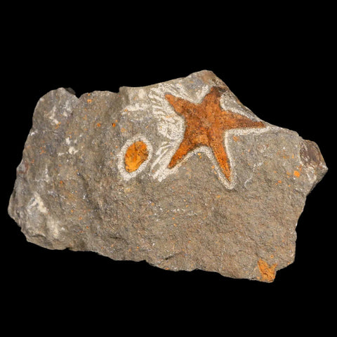 48MM Brittlestar Petraster Starfish Fossil Ordovician Age Blekus Morocco COA - Fossil Age Minerals